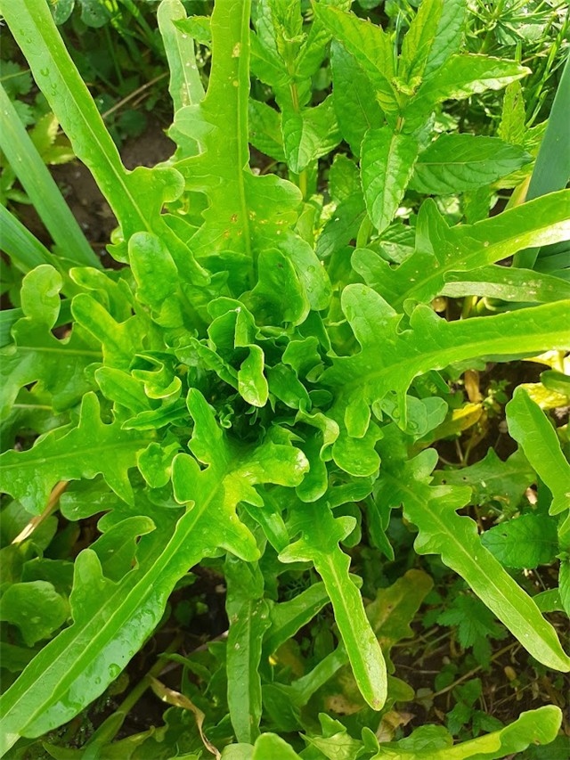 Salata hrastov list